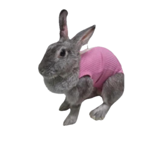 Roupa Pós-Cirúrgica para Coelhos – Castração